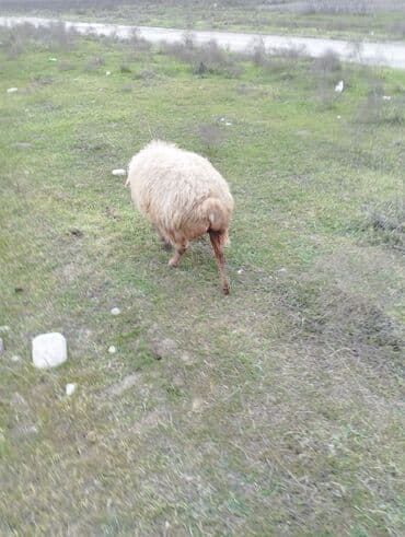 saanen keçisi satılır: Qoyunlar, qoçlar — 1