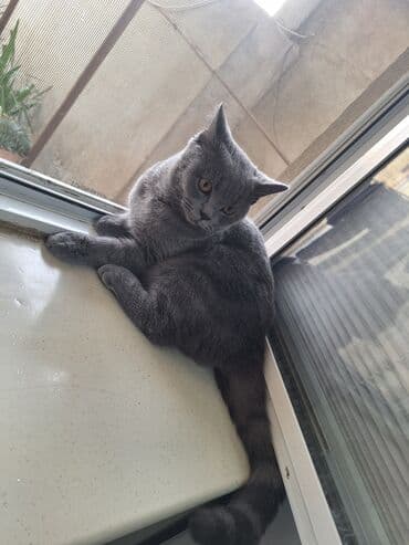 Akvariumlar: Britan, Erkək, Yaxşı əllərə, Ünvandan götürmə — 4