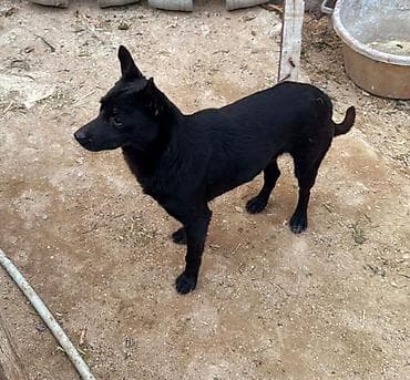 pitbull iti satilir: Zvonok — 1