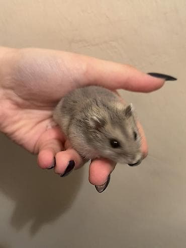 xamyak satilir: Xamyak hamster – dekorativ ev heyvani - Rəng: boz–gümüşü tonlarda — 4