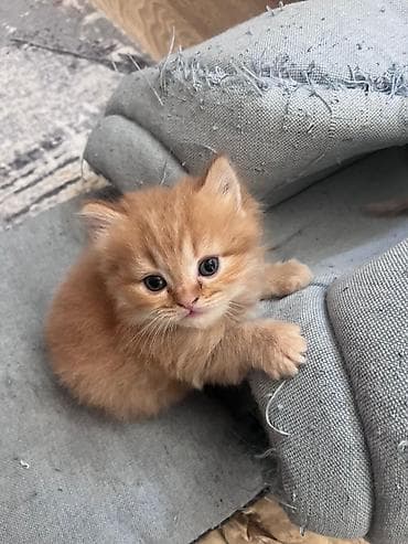 ev heyvanlari satisi: Sevimli şirin pişik balası – tüklü şaftalı/russet rəngli, yumşaq uzun — 1