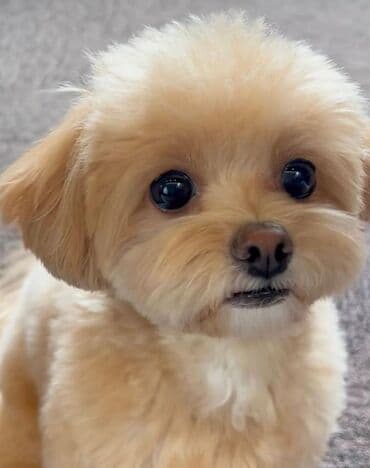 мальтипу купить: 4 ay, Dişi, Peyvəndli, Ünvandan götürmə — 14