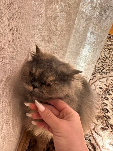 pişik cutləşdirilir: Şotland uzun tüklü, Dişi, Yaxşı əllərə, Pulsuz çatdırılma — 3