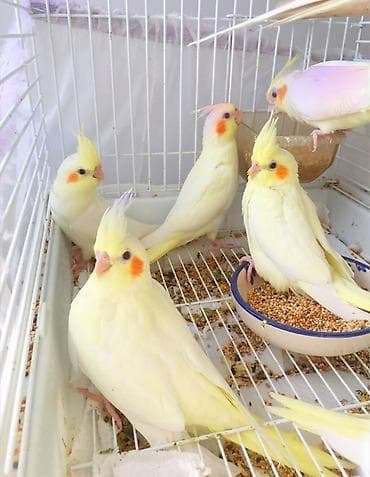 it bazari bakida: 🦜 Salam! Hazır əl quşlarımız mövcuddur 🗣️ Danışdirmaq üçün Sultan — 2