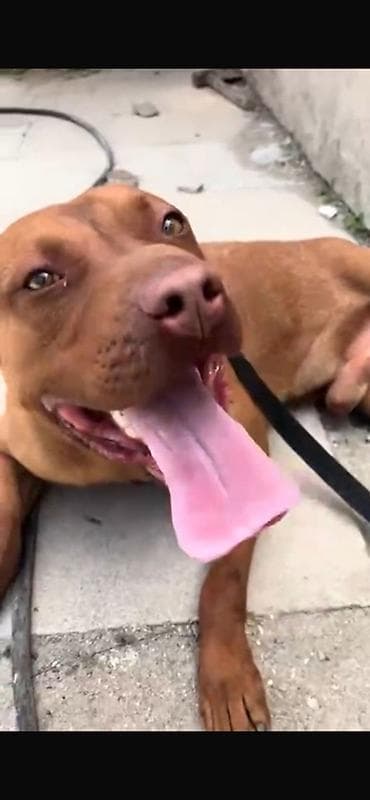 pitbular: Pitbul, Erkek — 2