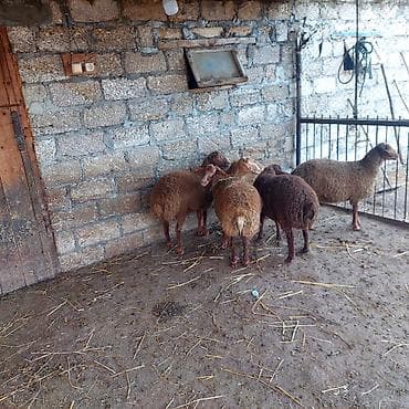 Balıqlar: Kok yemde olan Emlik 5quzu 3 erkey 2 disi — 2