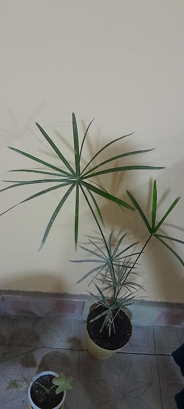 mal dili bitkisinin faydaları: Satılır: Qapalı məkan üçün dekorativ saksı bitkiləri dəsti - Bitki 1 — 1