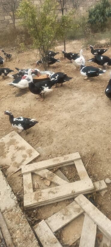 kayuqa ördək: Muscovy ördəkləri (indoutka) – qarışıq rəngli sürü • Cins: Muscovy — 6