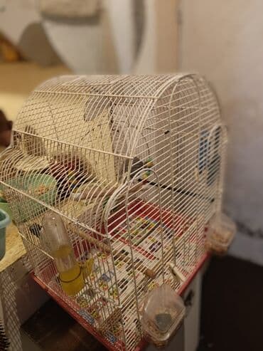 большая клетка для морской свинки: Nimfa (Cockatiel) və qəfəs dəsti - Quş: Nimfa (cockatiel) – boz-açıq — 2