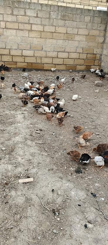 Toyuq cücələri, Damazlıq