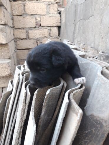 cins kecilər: Zvanok cinsi balalar satışda. - Şirin, aktiv və sosial balalar – qara — 4