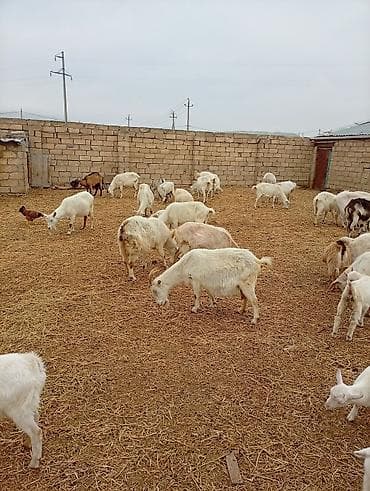 Təsərrüfatdan müxtəlif yaşda və rəngdə keçilər satılır