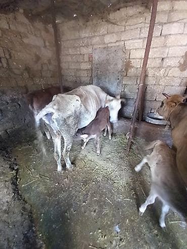 Südlük inəklər buzovları ilə birlikdə - Təsərrüfatdan bir neçə baş
