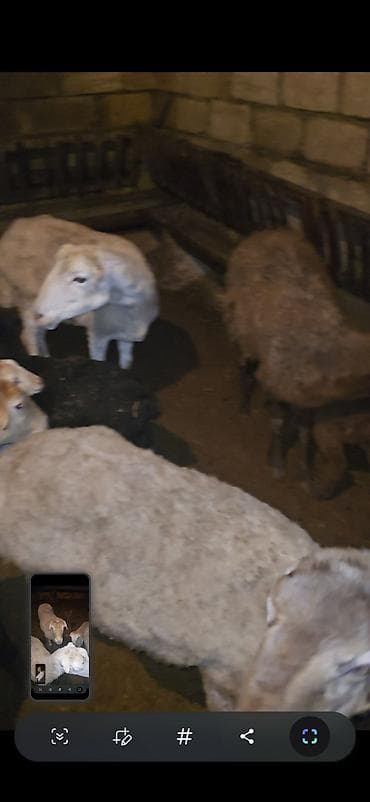 Camış: 5 dənə balalı qoyun. Sağlam qapı heyvanımdı.İşimlə əlaqədar olaraq — 5