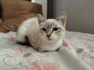 кот: Самец, Самка, В добрые руки — 1