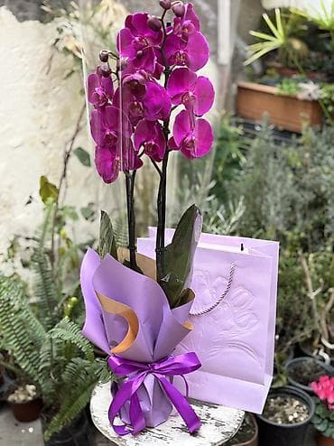 enginar harda satilir: Orxideya cüt çubuq 40azn. Hədiyyəlik bağlama +hədiyyəlik paket əlavə — 1