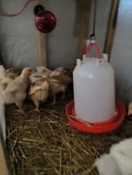 cuce sekli: 🐣 Lohman Brown Cücələri 10 ədəd 1 aylıq cücələrdi Tam sağlam və çox — 5