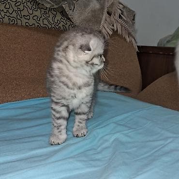 Другие животные: Шотладская вислоухая, Бесплатная доставка — 2