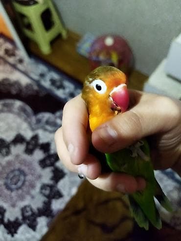 İtlər: Salam pul lazımdır deyə satılır ucuz cüt 8 yumurtası var əl qusudu — 3