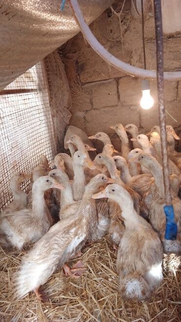 mirvari ördək: Pekin ördəyi balaları. 50 - 60 ədəd var. 1.5 - 2 kq. Maştaqada — 2