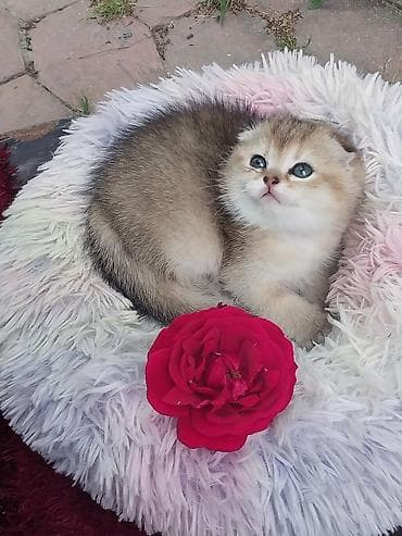 Şinşilla, Erkək, Pulsuz çatdırılma
