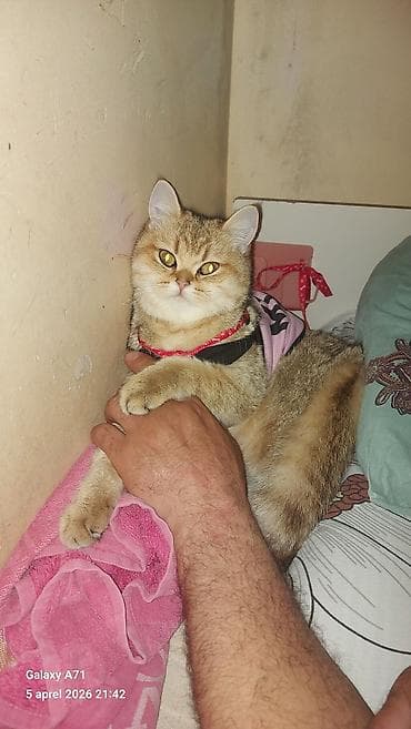 Pişiklər: Qızıl şinşilla, Dişi — 6