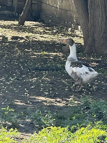 sarı quş: Satılır: qazlar
3 yerli qaz satılır 1 erkek, 2 kişi — 3
