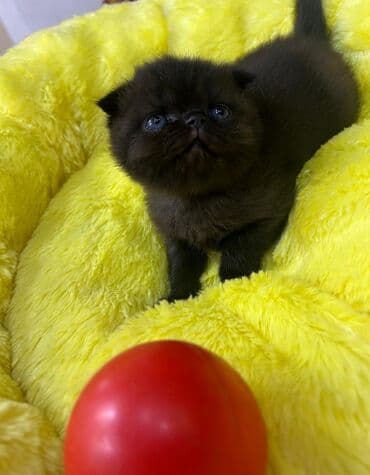 pişik balası satılır: Şotland, Dişi — 1