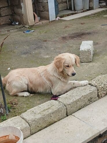 Balıqlar: Salam Golden Retriver Satiram Temiz Saf Qandir.1 Yawi var Cutlewdirib — 6