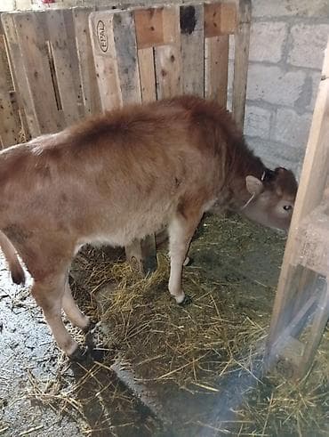 Птицы: Salam aleykum dishi danalardır qara alalar İvanovka di qırmızı sharol — 7