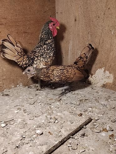 qaşqaldağ quşu: Cutu 65 manat.Baki və bəzi bolgələrə gondərmək olar.Unvan Şəki — 2