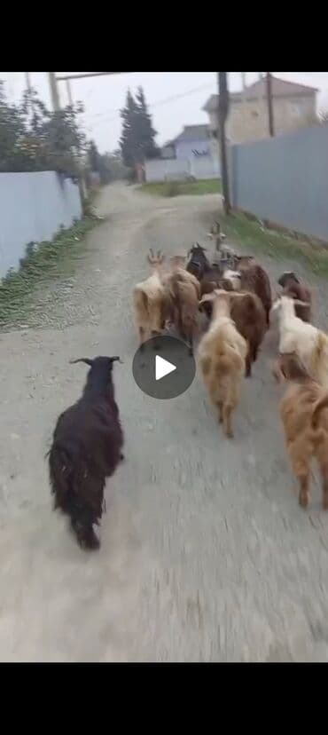 İtlər: 13 keçi tam saglam heyvadılar 2 s ana 11 çepis HAMSİ bi yerde 13 baş — 1