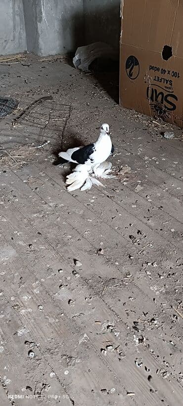 alman afcarkasi qiymeti: Maya quşdu hazır bala verən — 1