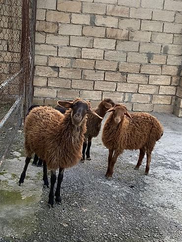 qoyun qoç: Qoyunlar – ətlik/yunluq sürü - Növdəyişmə: qaragül tipli/qəhvəyi rəng — 1