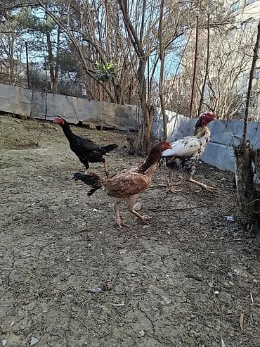 Toyuq cücələri, Damazlıq