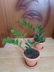 dibçək: Dibçək gülləri — 8