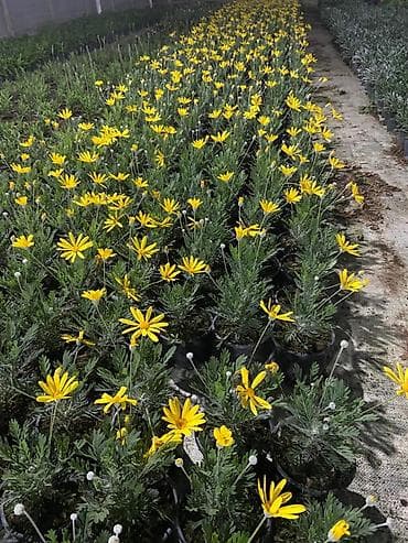 ağaç gülleri: Bağ üçün dekorativ qrup bitkiləri – qablarda - Ortanca (Hydrangea — 6