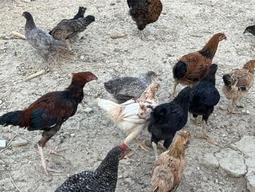 cücə və xoruz: Toyuq, Australorp, Brama, Damazlıq, Ünvandan götürmə — 38