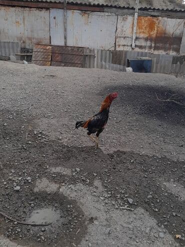 pişik şəkilləri: Məhsul: Xoruz (yerli döyüş/əsilzadı tipli) Təsvir: - Uzun bədənli — 6