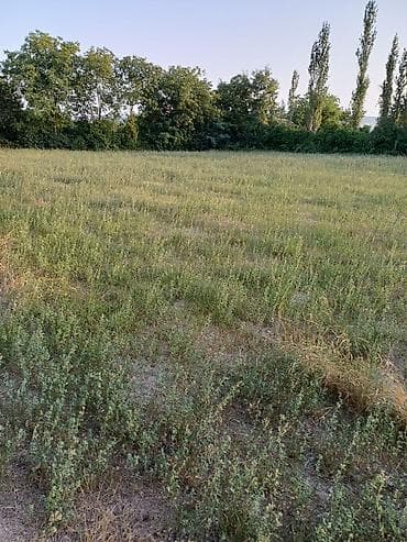 1 sot nece kvadrat metrdir: 80 sot, Biznes üçün, Mülkiyyətçi, Kupça (Çıxarış) — 5