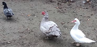 ingilis setter it cinsi: Mülard (muskus ördəyi) ördəkləri satılır – fotolardakı quşlar. Erkək — 2