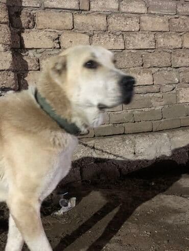 алабай в добрые руки: Məhsul: İt (böyük cins) Herkese salam 9 ayliq alabay erkeydi baxa — 6