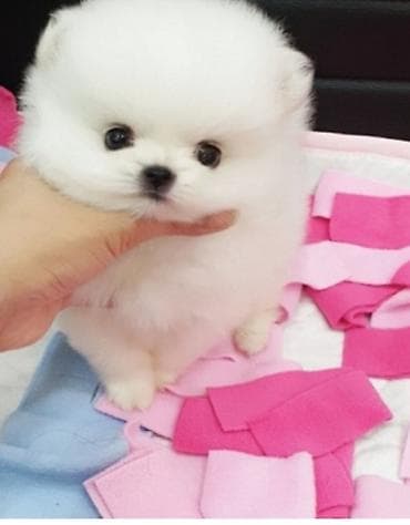 Şpitz, 2 ay, Sənədli