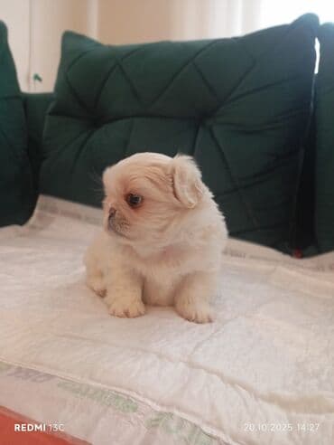 bazarstore part time iş: Pekinez balası erkek– krem/ağ rəngli, sıx və yumşaq tüklü, yığcam — 3