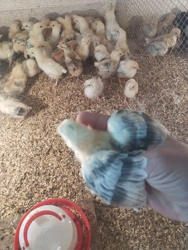 hinduska balasi satilir: Toyuq cücələri, Damazlıq, Ünvandan götürmə, Pulsuz çatdırılma, Ödənişli çatdırılma — 2