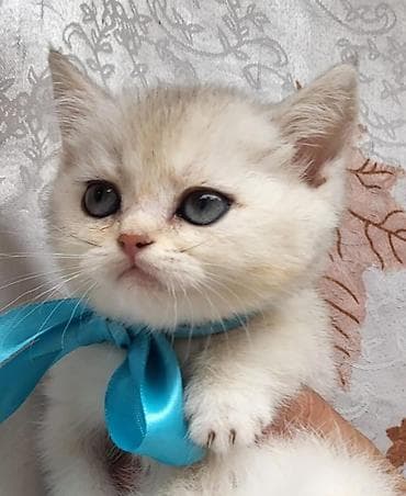 ucuz pişik: Şinşilla — 3