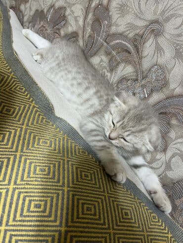 şotland pişik: Шотландская — 2