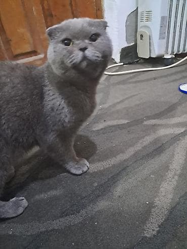 Gəmiricilər: Şotland yastı qulaq — 5