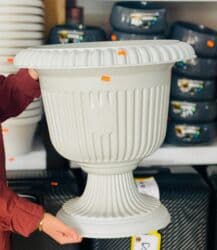 agac gulleri: Dibçək ayaqli Dekorativ — həm ev, həm də bağ üçün ideal — 4