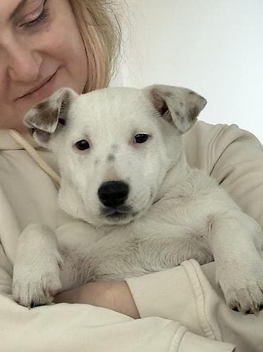 Digər heyvanlar: Cek rassel teryer, 3 ay, Erkek — 7